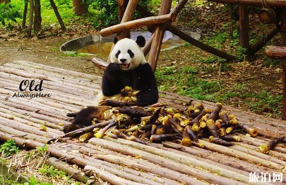 成都大熊猫繁育研究基地攻略 成都大熊猫繁育研究基地攻略