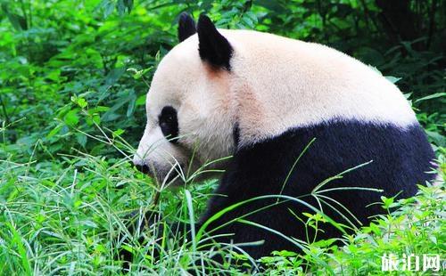 成都大熊猫繁育研究基地攻略 成都大熊猫繁育研究基地攻略
