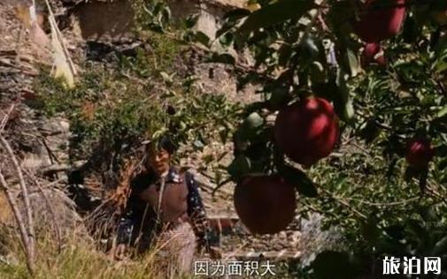 西藏的水果秘密 西藏的水果比你想象中多 西藏的水果秘密 西藏的水果比你想象中多