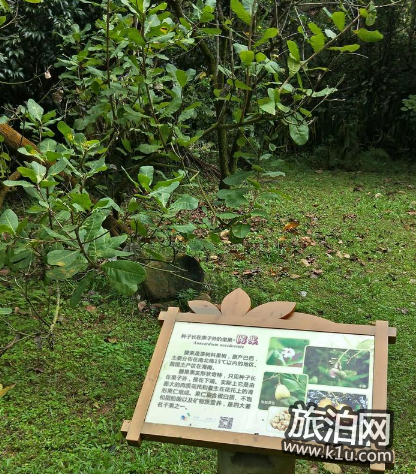 海南有哪些好吃的瓜果 海南好吃的水果推荐 海南有哪些好吃的瓜果 海南好吃的水果推荐