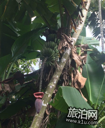 海南有哪些好吃的瓜果 海南好吃的水果推荐 海南有哪些好吃的瓜果 海南好吃的水果推荐