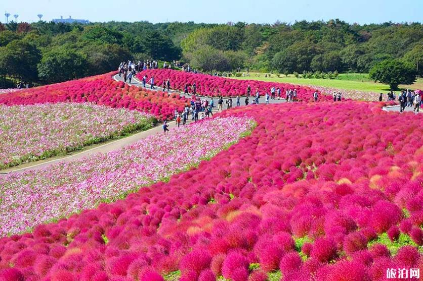 日本秋冬去哪赏花 日本秋天开什么花 日本秋冬去哪赏花 日本秋天开什么花