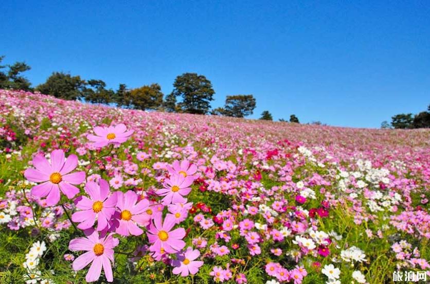日本秋冬去哪赏花 日本秋天开什么花 日本秋冬去哪赏花 日本秋天开什么花
