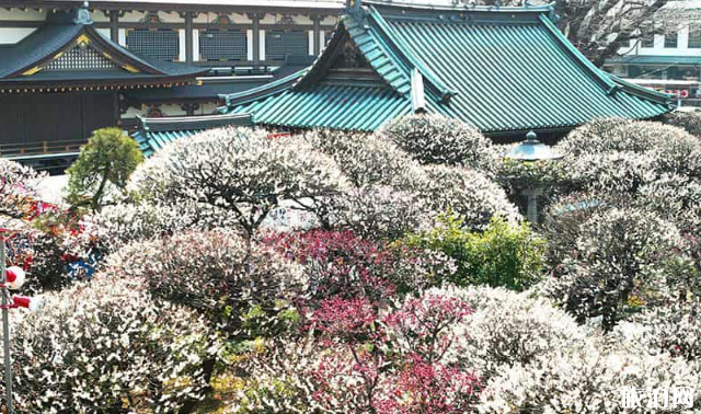 日本秋冬去哪赏花 日本秋天开什么花 日本秋冬去哪赏花 日本秋天开什么花
