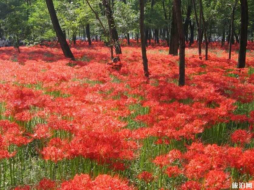 日本秋冬去哪赏花 日本秋天开什么花 日本秋冬去哪赏花 日本秋天开什么花