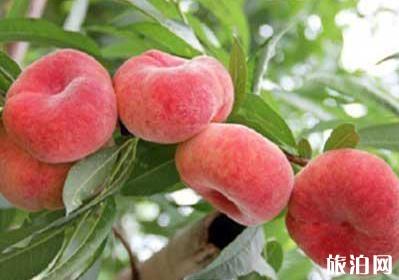 中国哪里产的桃子最好吃 中国哪里产的桃子最好吃