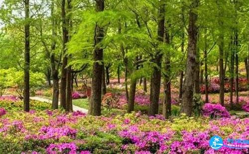 2018上海杜鹃花展门票价格+时间+地点 2018上海杜鹃花展门票价格+时间+地点