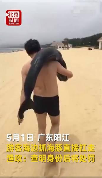 游客疑似活捉海豚 海滩游客注意事项有哪些 游客疑似活捉海豚 海滩游客注意事项有哪些