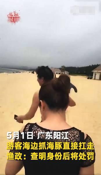 游客疑似活捉海豚 海滩游客注意事项有哪些 游客疑似活捉海豚 海滩游客注意事项有哪些