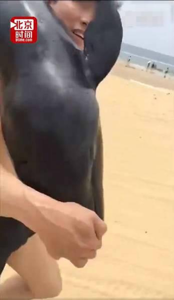 游客疑似活捉海豚 海滩游客注意事项有哪些 游客疑似活捉海豚 海滩游客注意事项有哪些