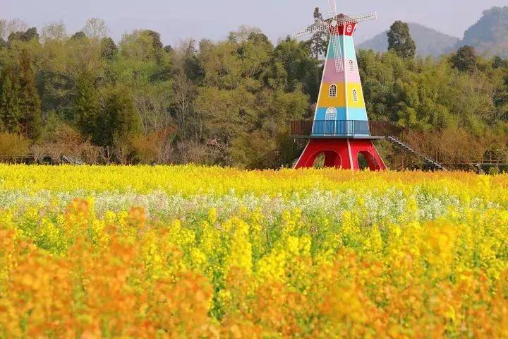清明游川西 雅安一路繁花等您来